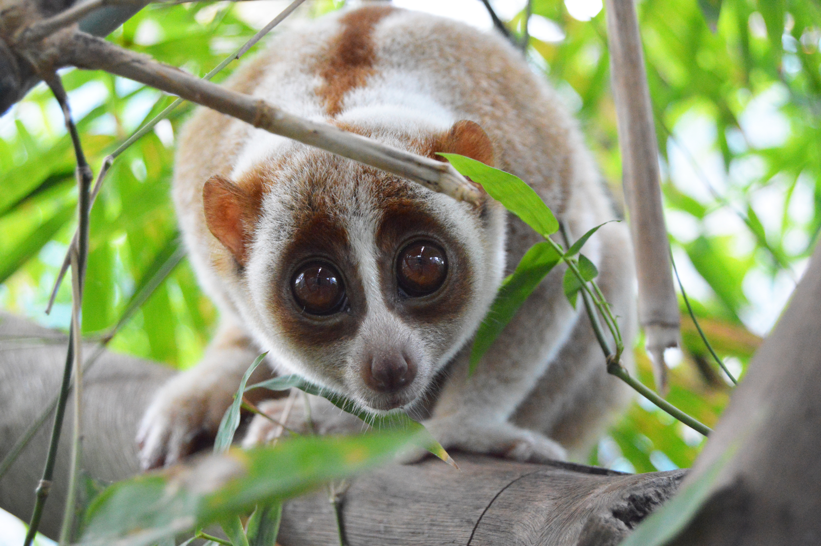 Love Wildlife Foundation image