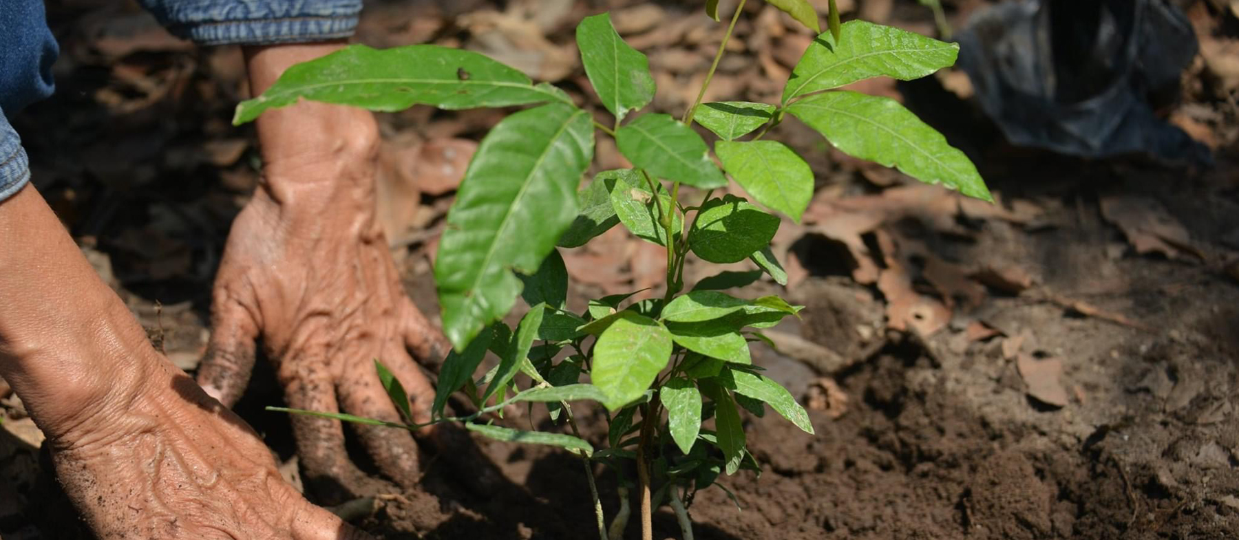 Big Trees Foundation image