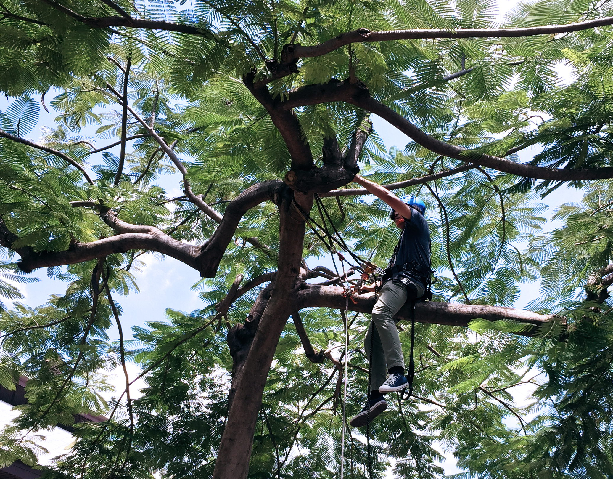 Big Trees Foundation image