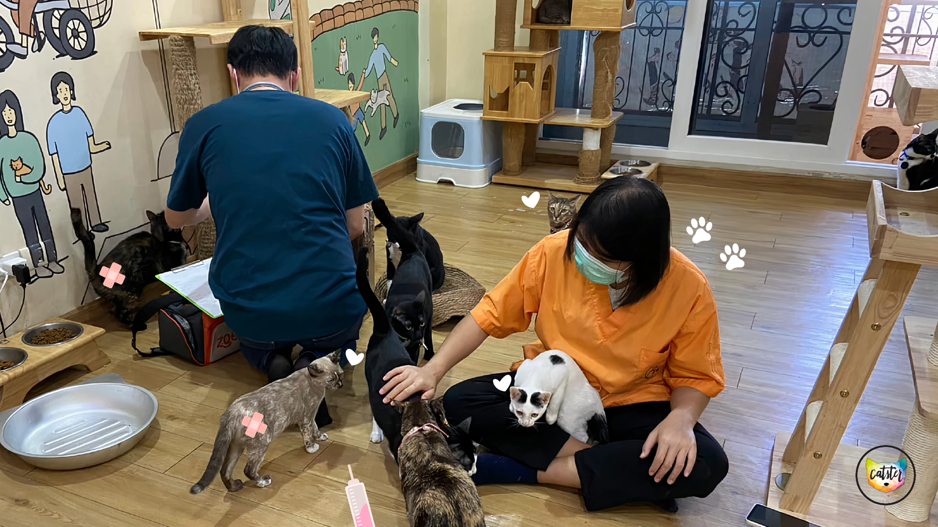 Catster by Kingdom of Tigers image