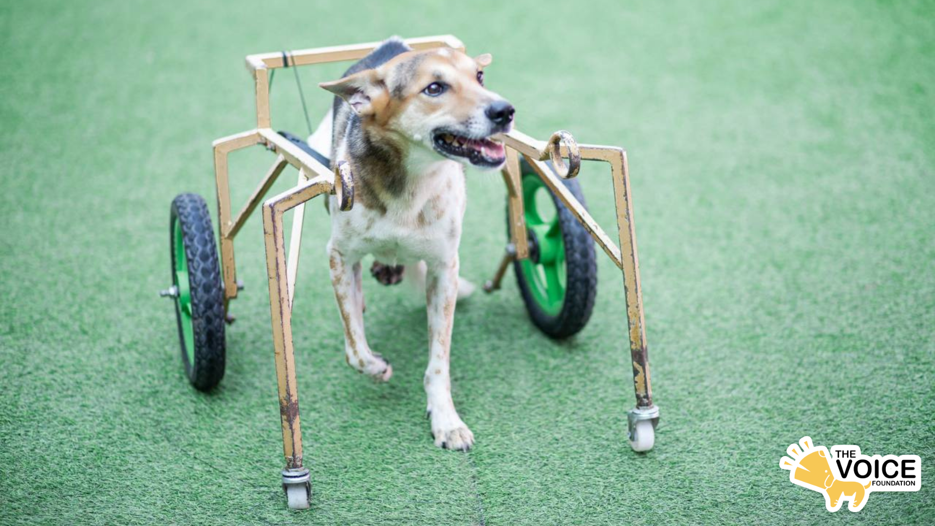 The Voice Foundation image